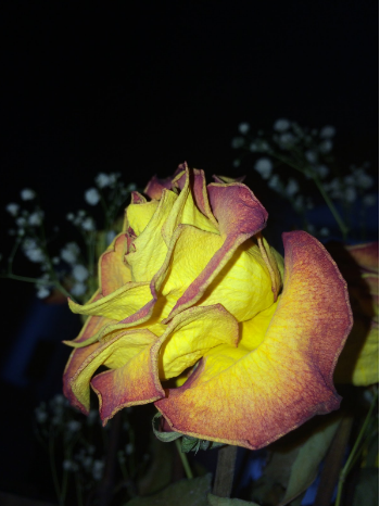 Dark Rose by Maddie DiDomenico