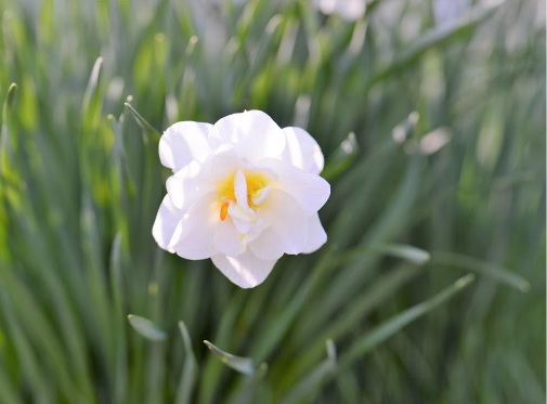 A White Wonder and a Spring Beauty by Katherine Quispe