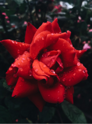 Red Rose by Molly Mizerek