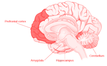 Memory… How Does It Work?