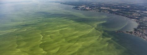 Algal Blooms: Not Your Typical Plants
