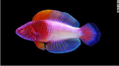 Twilight Fish – A Deep Sea Wonder