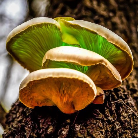 Magic Mushrooms: Ones That Talk