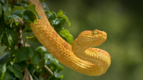Snakes: Should You Actually Be Afraid Of Them?