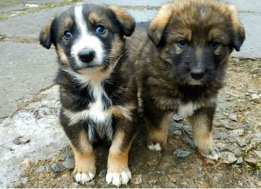 Radioactive Dogs: Chernobyl, Ukraine