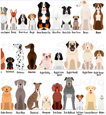 What Dog Breed is Right for You?