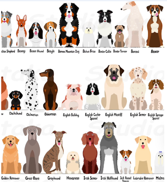 Which dog breed is sales for you