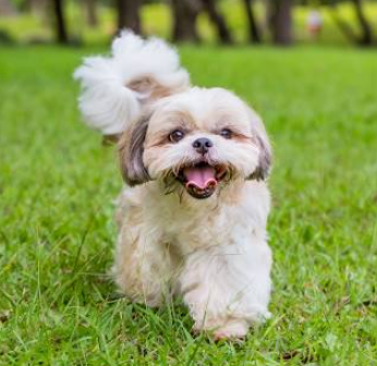 Dog Breed Quiz: What Dog Should I Get? – Forbes Advisor