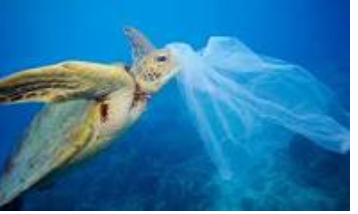 Plastic Isnt Food: Protect the Ocean!!!