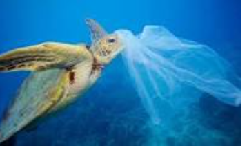 Plastic Isn't Food: Protect the Ocean!!!