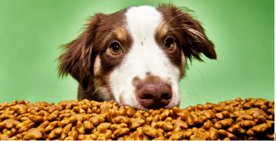 Food: The Key to Your Dog’s Health