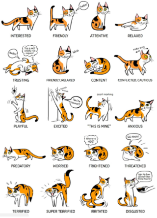 What is Your Cat Telling You? A Guide to Cat Body Language