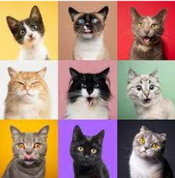 What Breed of Cats Suits You Best?